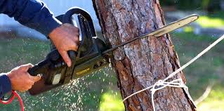 Best Lot and Land Clearing  in South San Jose Hills, CA