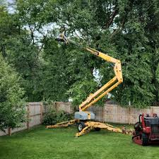 Best Tree Removal  in South San Jose Hills, CA