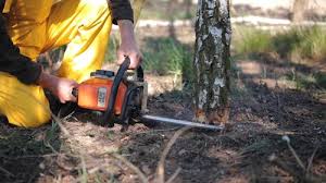 Best Commercial Tree Services  in South San Jose Hills, CA