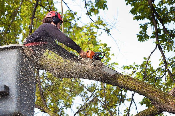 Best Tree Cabling and Bracing  in South San Jose Hills, CA