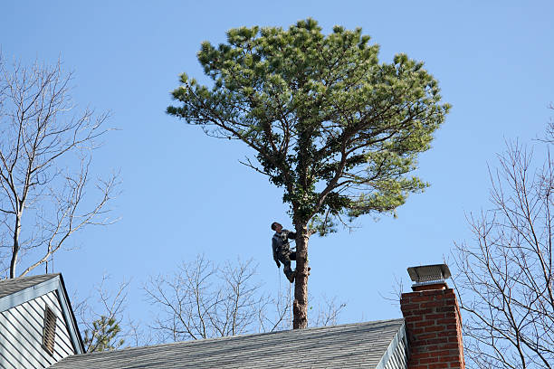 Best Tree Preservation Services  in South San Jose Hills, CA