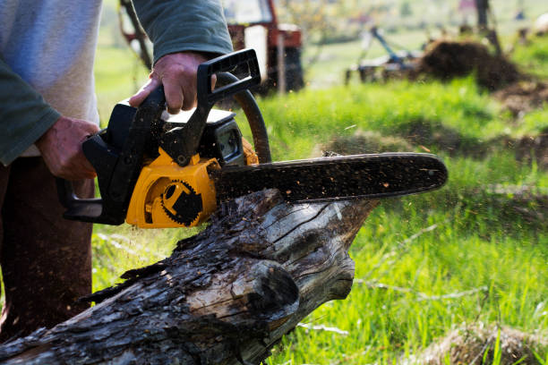 Best Lawn Watering Services  in South San Jose Hills, CA