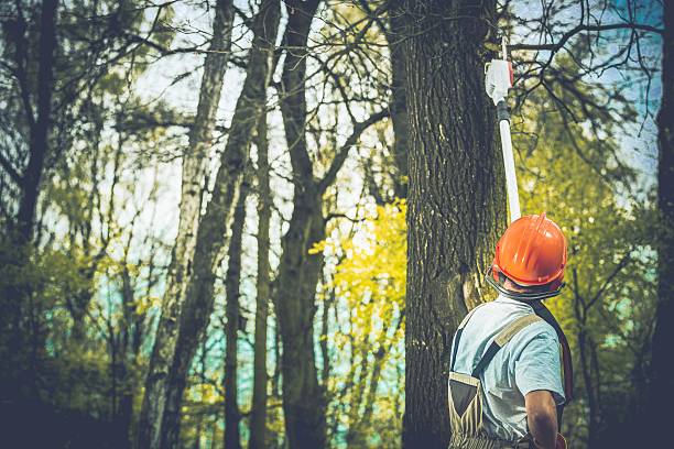 Best Emergency Tree Removal  in South San Jose Hills, CA